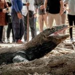 Protes Tiket Pulau Komodo Rp 3,75 Juta, Pelaku Wisata di Labuan Bajo Mogok Kerja Sebulan Penuh