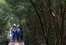 Destinasi Wisata Jarang Dikenal di Indramayu: Hutan Mangrove sampai Pulau Biawak