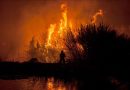 23 Orang Tewas Akibat Kebakaran Hutan Landa Chile