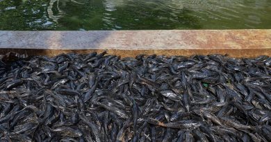 Dimusnahkan di Jakarta, Ikan Sapu-Sapu Makanan Sehari-hari di Brasil