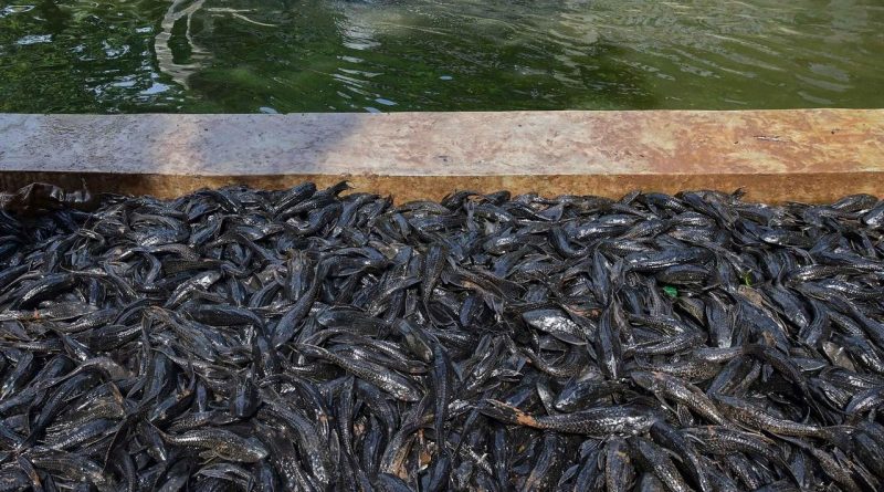 Dimusnahkan di Jakarta, Ikan Sapu-Sapu Makanan Sehari-hari di Brasil